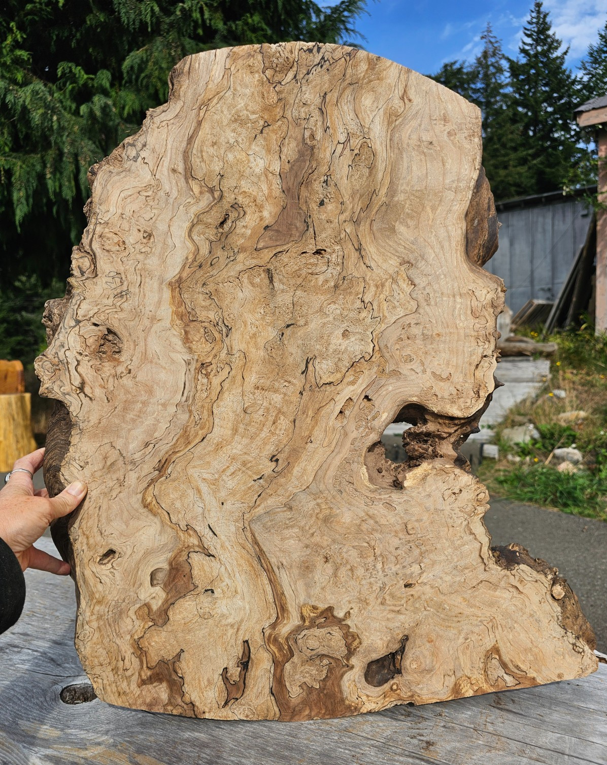 Live Edge Ink Line Spalted Maple Wood Burl Slab