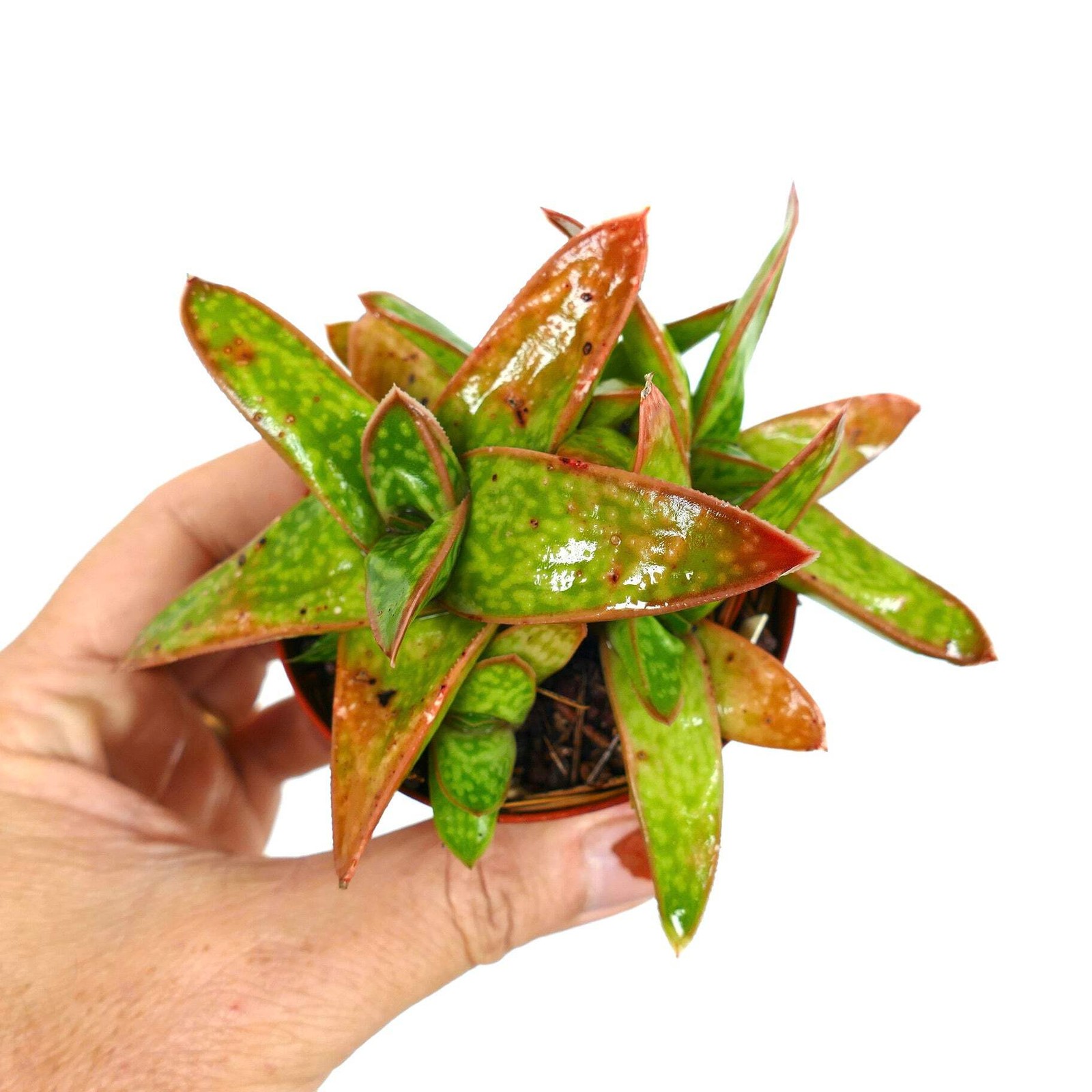 Gasteria cv MUMBA (ex Specks Nursery EXOTICA) 4-10cm | Ox tongue | Lawyer's tong