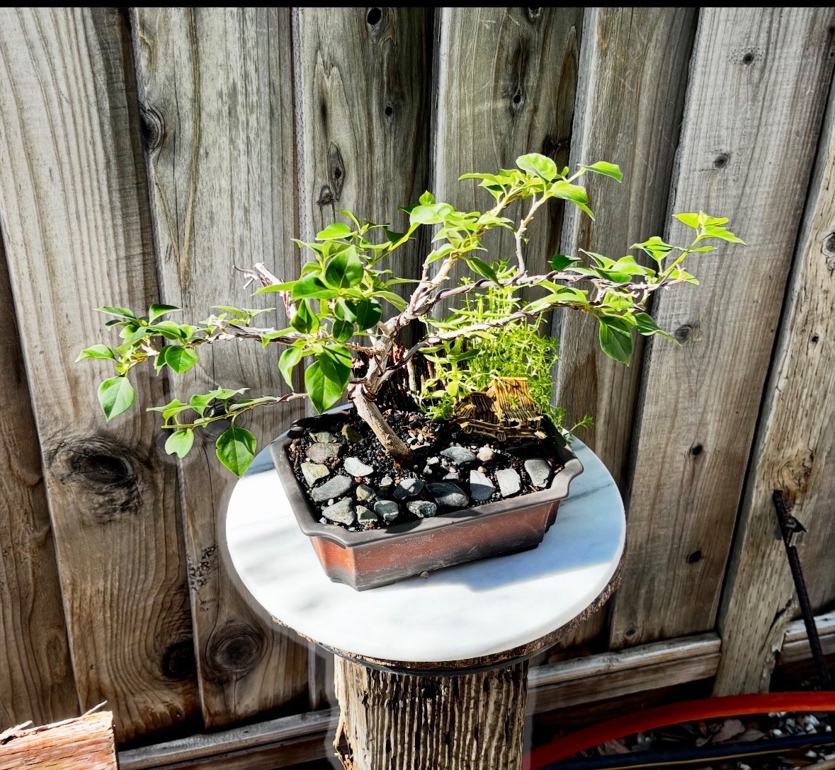 15 Y.O. BOUGAINVILLEA BONSAI  IN 10” CERAMIC POT. WHITE & PINK FLOWERS