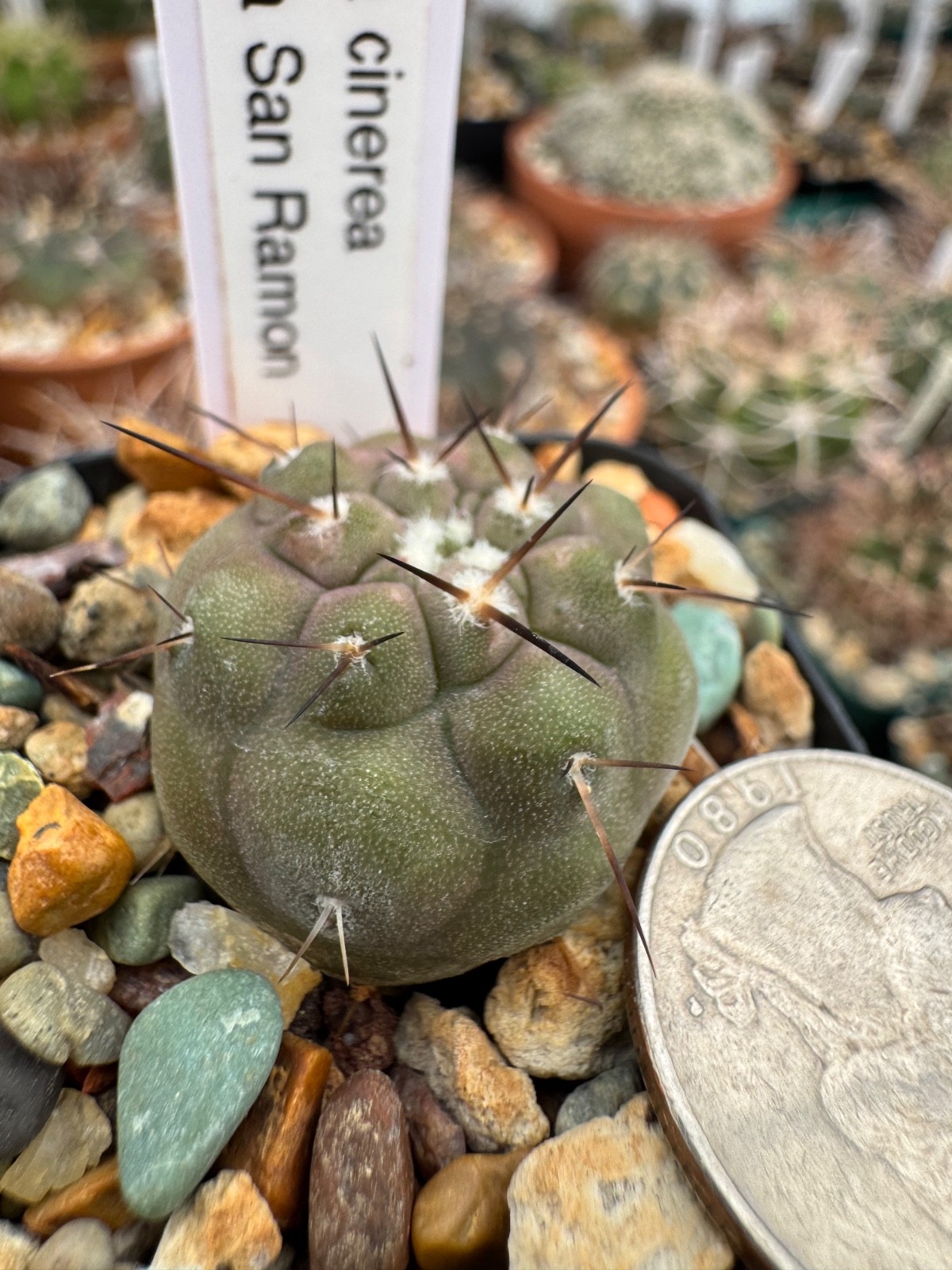 Copiapoa cinerea, Quebrada San Ramon Rare Seed Grown Chilean Cactus 1.04”, lot A
