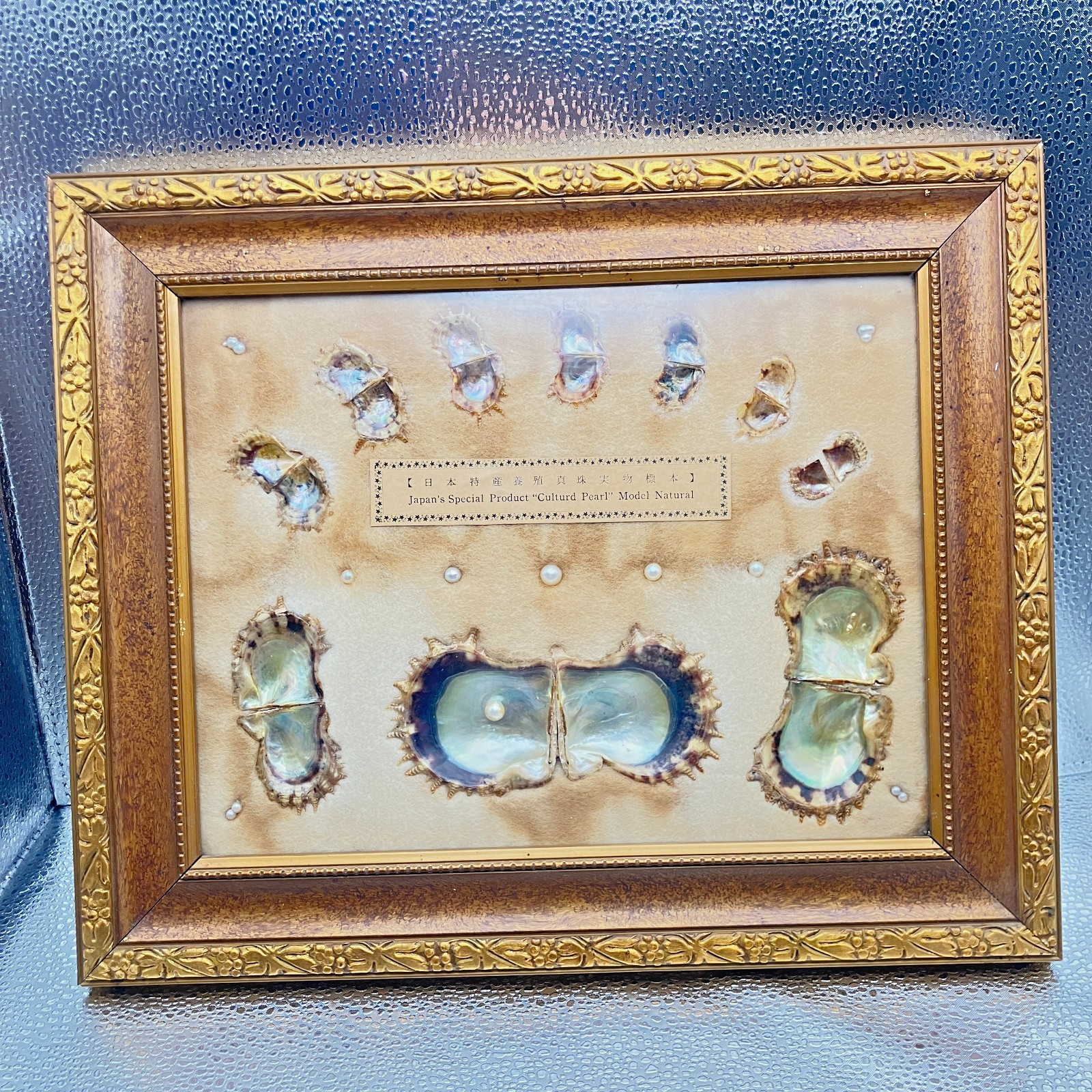 Vintage Mikimoto Pearl Island Akoya Oyster Growth Specimen Display Framed Japan