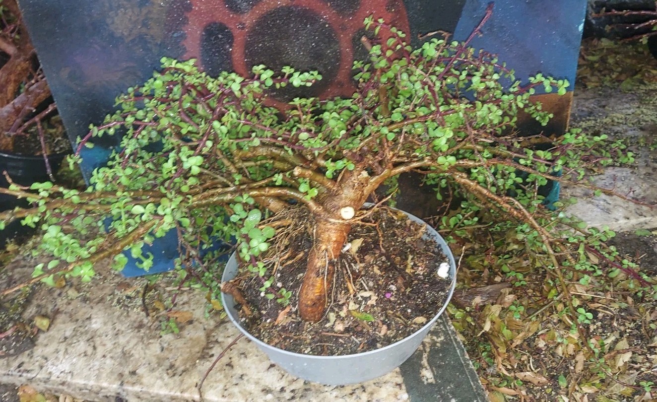 Bonsai Dwarf Jade Portulacaria Afra 15\