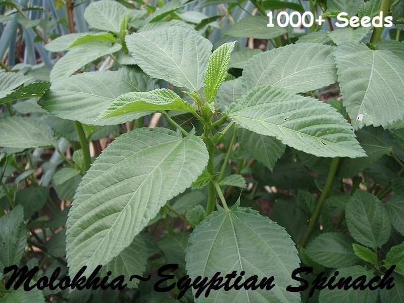 Molokhia (1000+ seeds) Corchorus olitorius ~ Egyptian Spinach, Saluyot, Jute