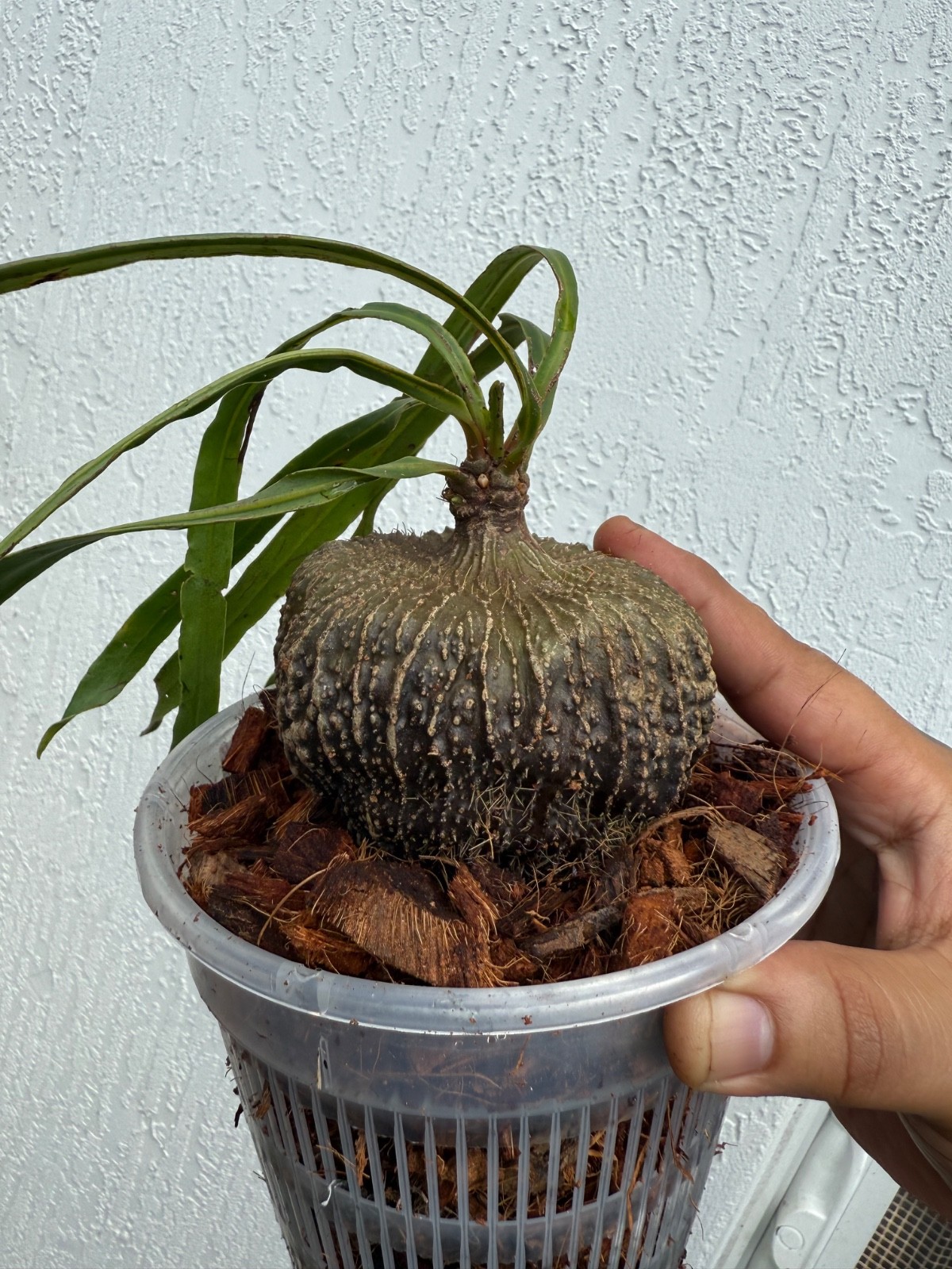 Ant Plant Myrmecodia Archboldiana Extremely Rare nice caudex  US Seller🇺🇸