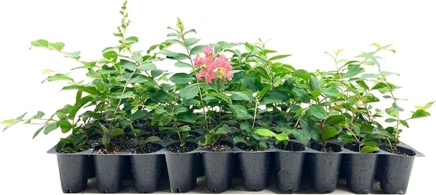Crape Myrtle Tuscarora | 2 Inch | Lagerstroemia indica | Flowering Plant | Tree Crape Myrtle Tuscarora | 2 Inch | Lagerstroemia indica | Flowering Plant | Tree