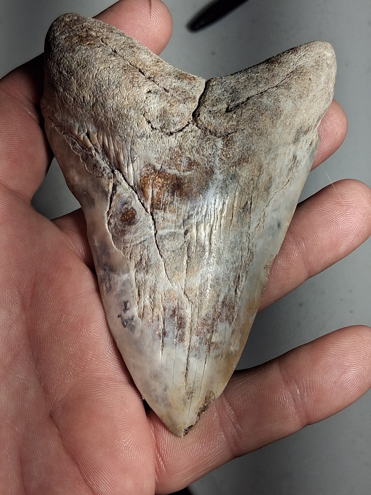 Summerville SOUTH Carolina MEGALODON SHARKS TOOTH 4.63 Summerville SOUTH Carolina MEGALODON SHARKS TOOTH 4.63