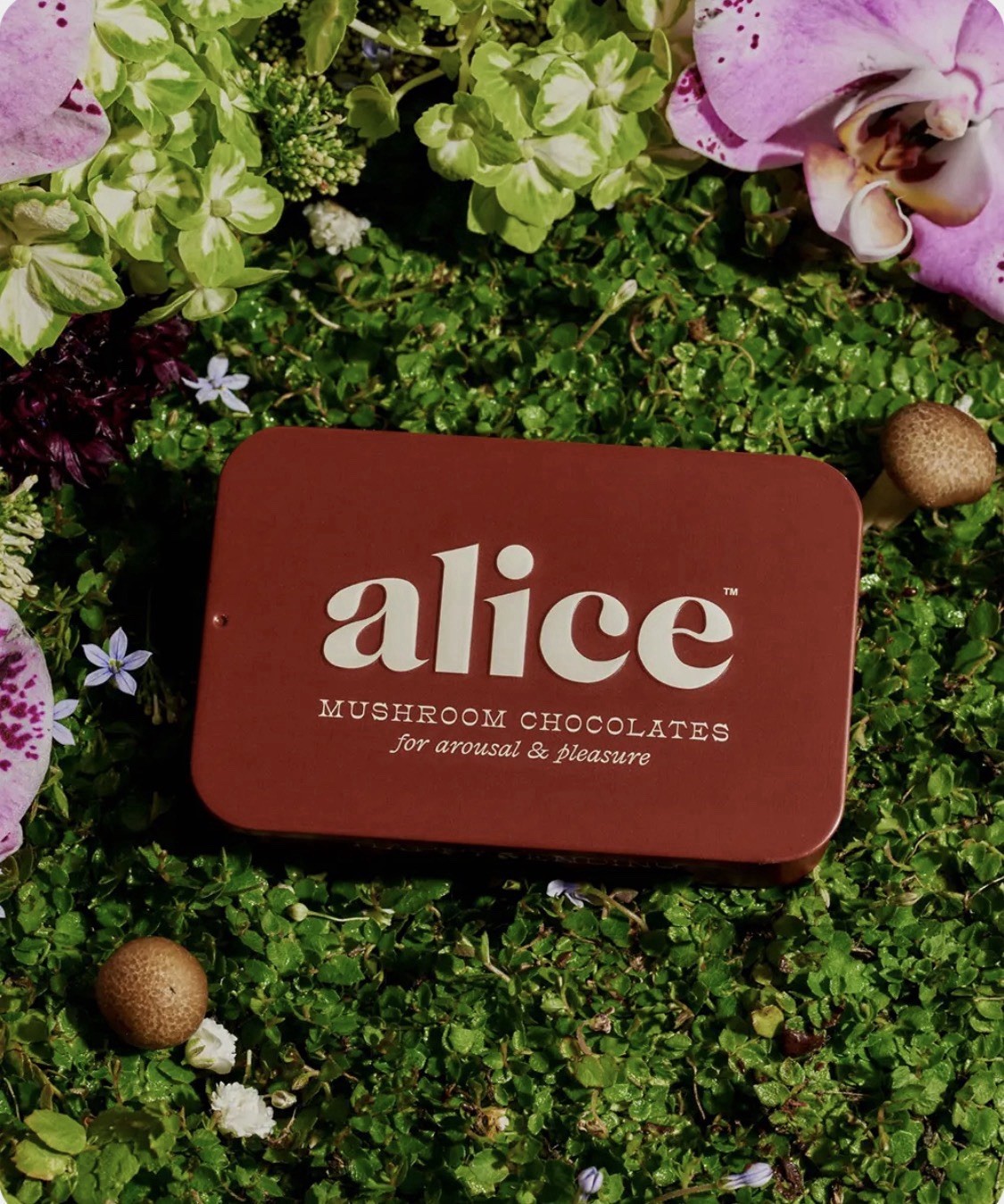 alice Mushroom Chocolate Bar Sexual Wellness Vegan Gluten Free alice Mushroom Chocolate Bar Sexual Wellness Vegan Gluten Free