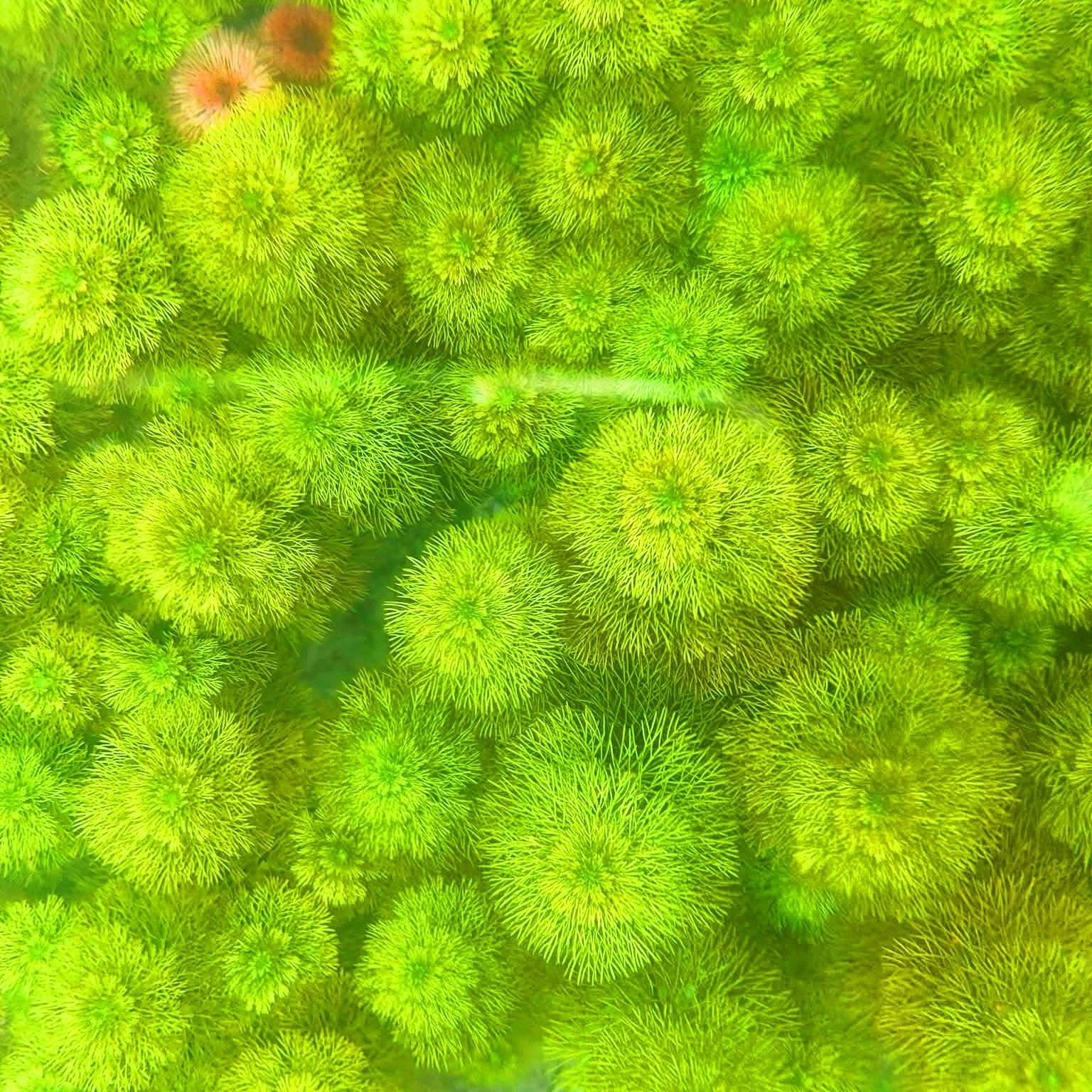 8+ Stems Ambulia Limnophila Indica Live Aquarium Plants BUY 2 GET 1 FREE