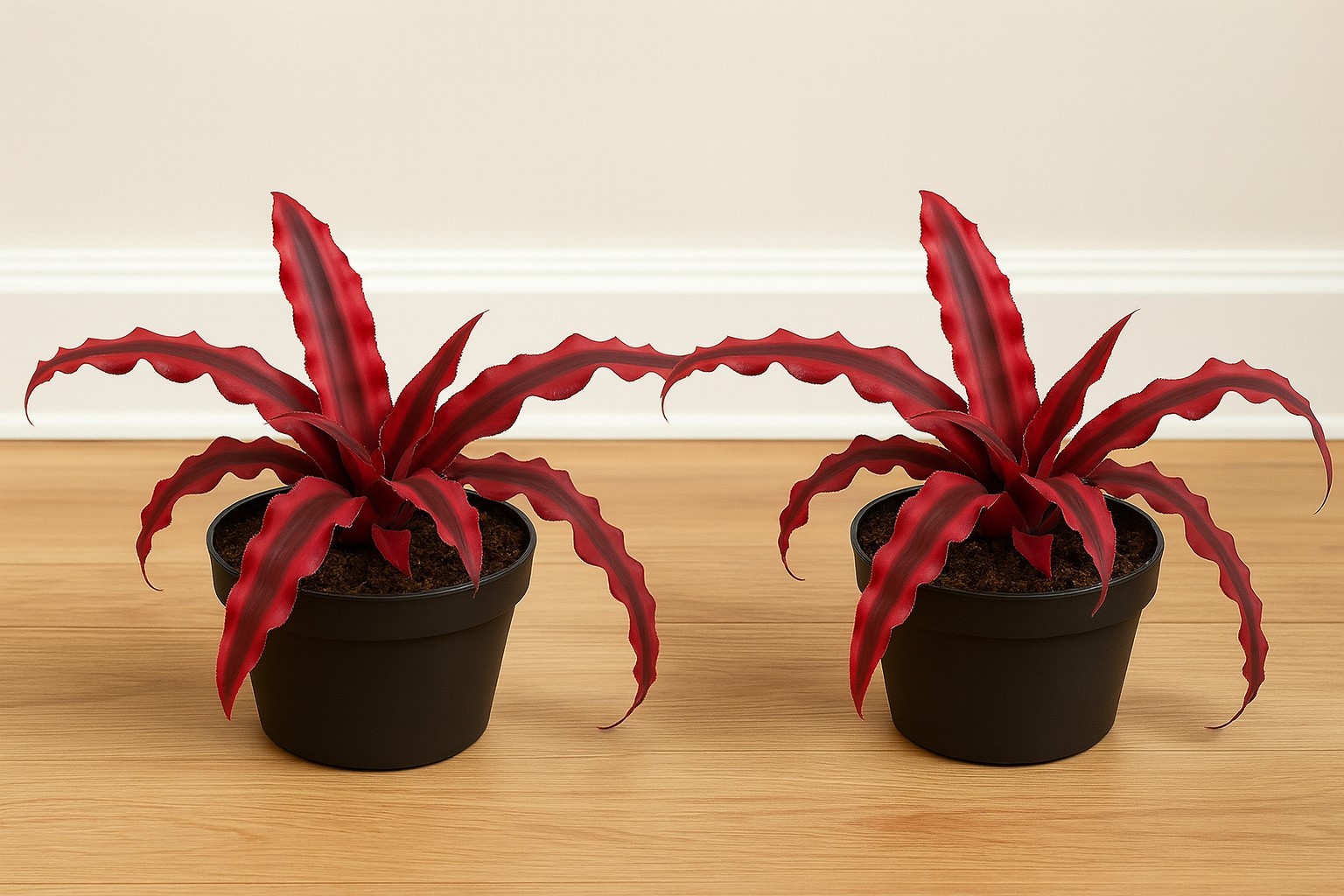 2 pack Cryptanthus Earth Star Plant Red– Rare Red Bromeliad in Pot – . pot 4\'
