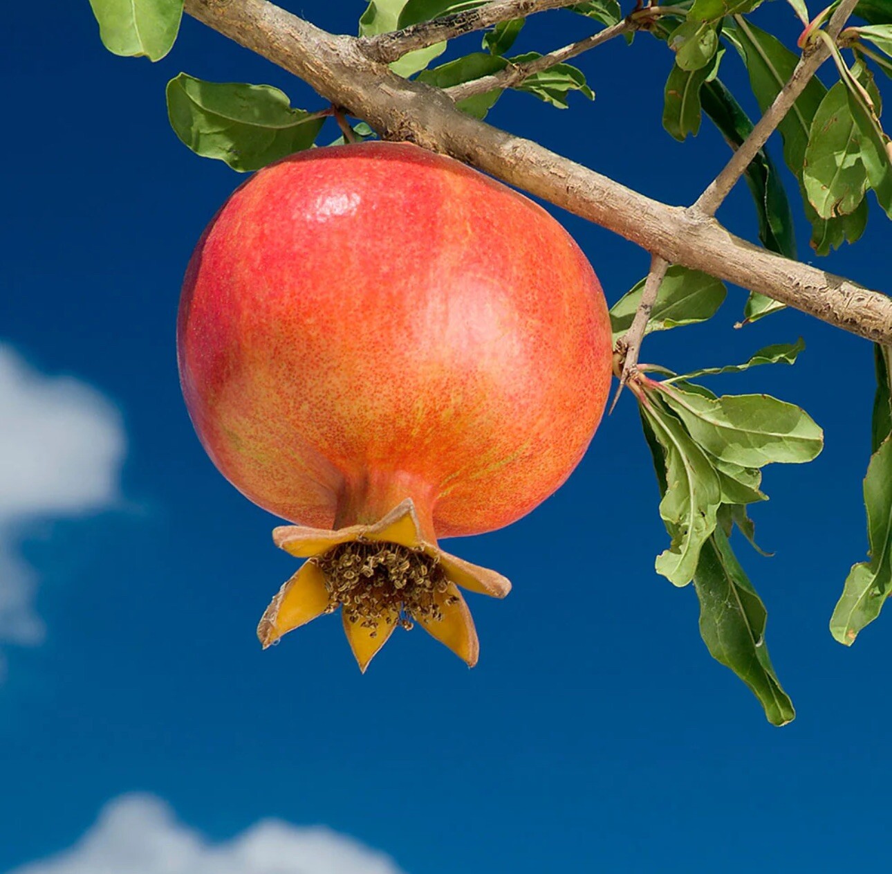 Pomegranate Wonderful Grafted Tree 3ft Tall. Ship To CA&PR. Real Photos