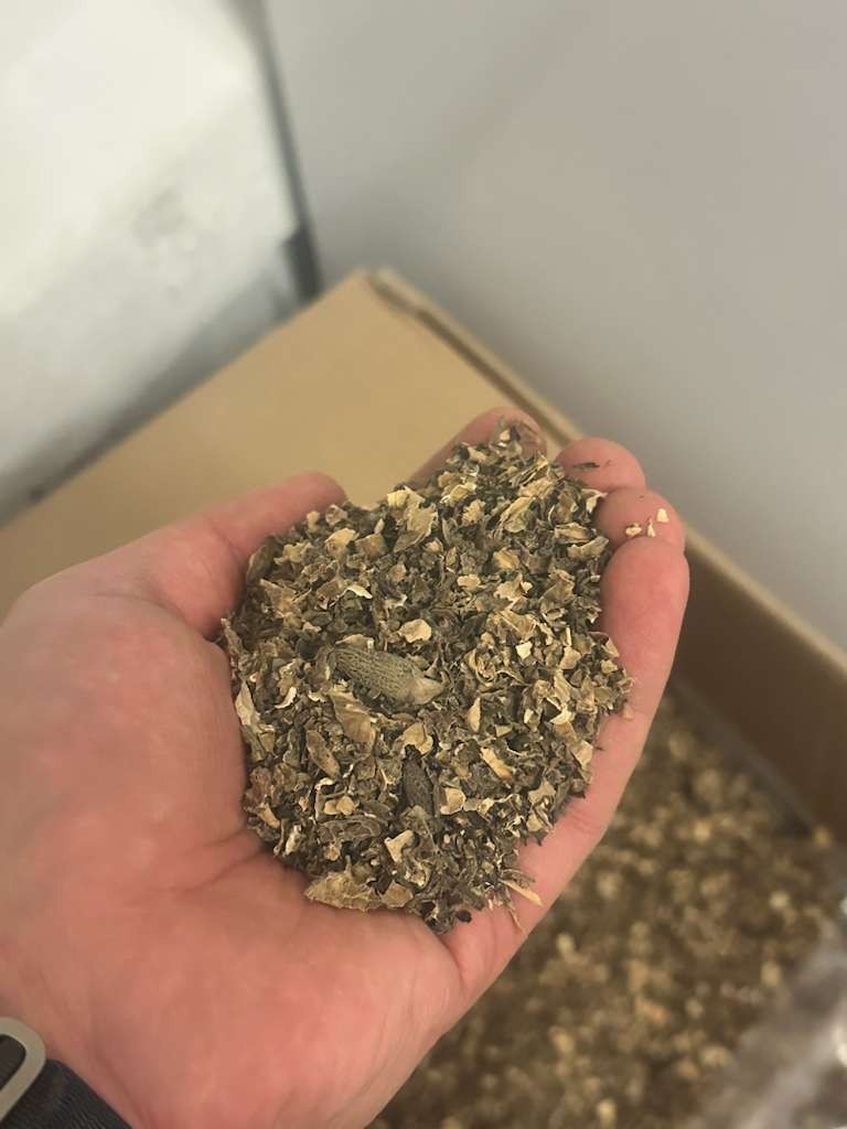Sliced Dried Morel Mushrooms | Fast Rehydrate | 1LB