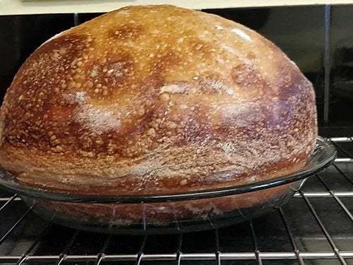 ALASKAN SOURDOUGH STARTER bread yeast very strong, alaska sour big active alaska