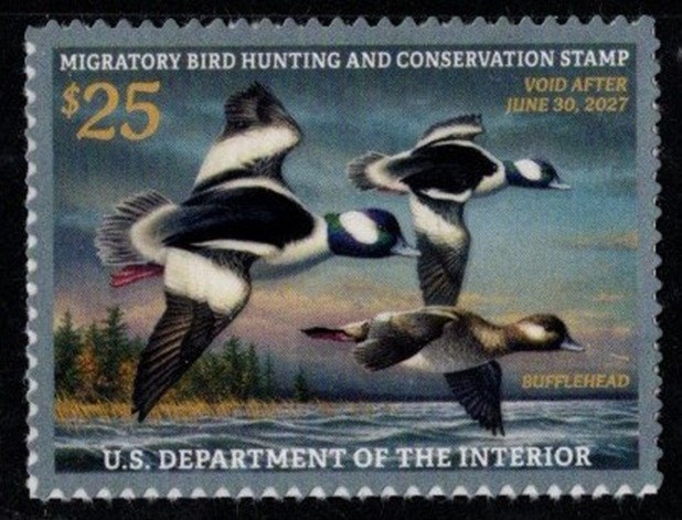 #RW93  2026 -2027 Federal Duck Stamp -  Three Buffleheads - MNH