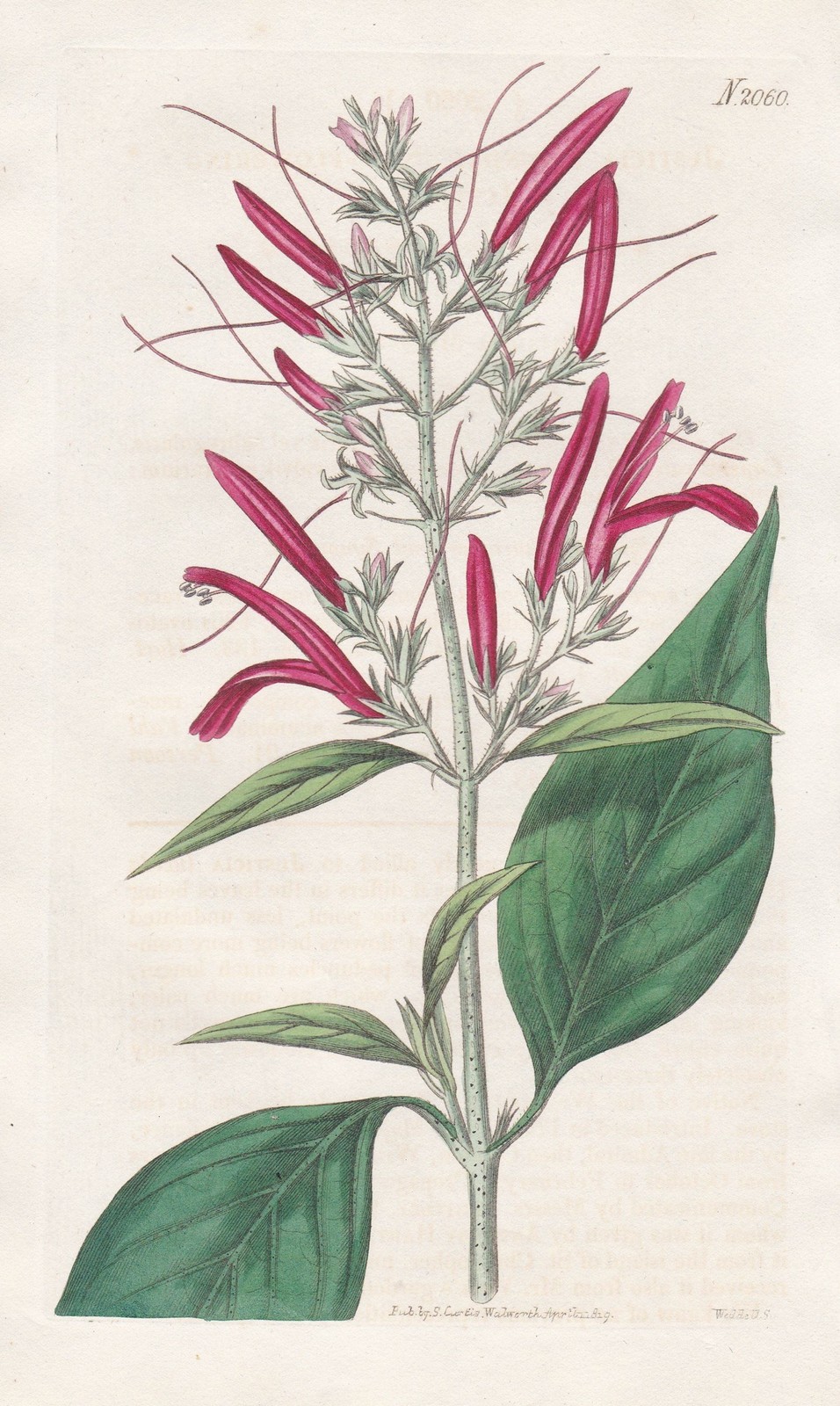 Justicia Secunda water-willow shrimp plant engraving copperplate Curtis 2060