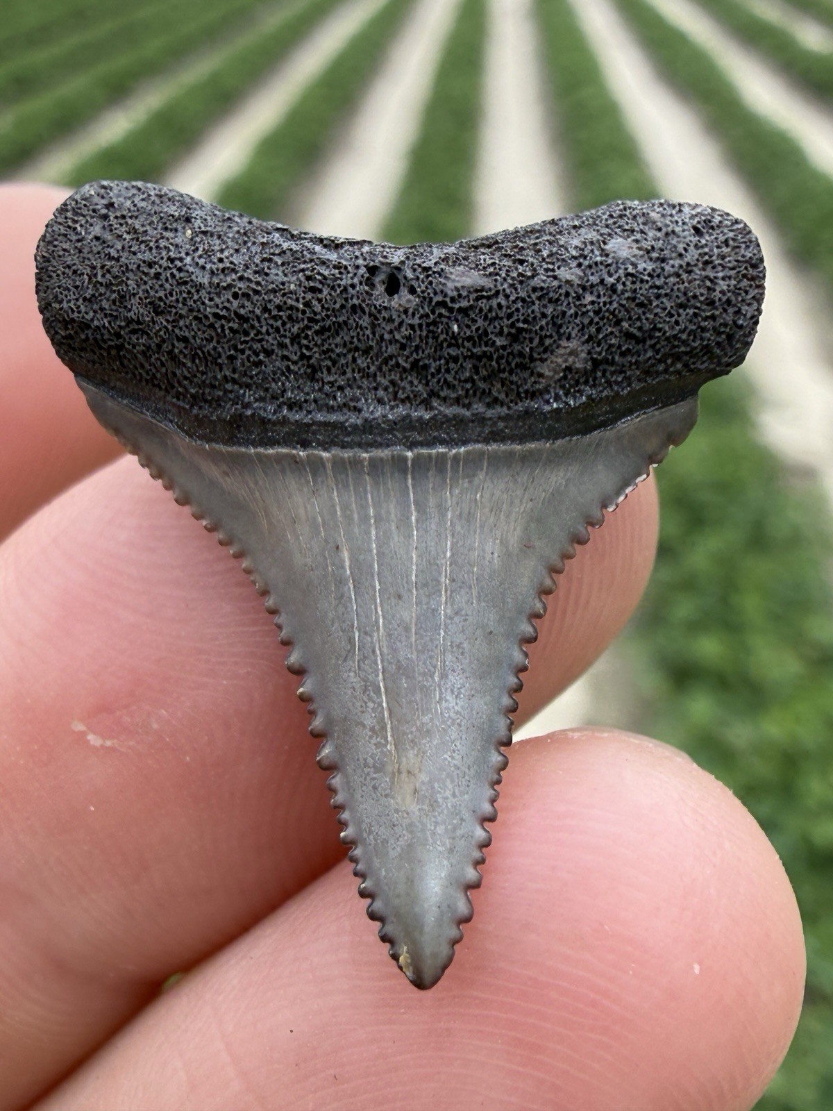 Extremely Rare Juvenile NC River Great White Shark Tooth Fossil Extremely Rare Juvenile NC River Great White Shark Tooth Fossil