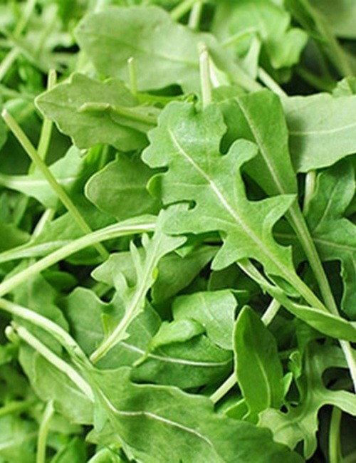 Roquette Arugula Seeds, Rocket, Colewort, Slow Bolt, NON-GMO, 