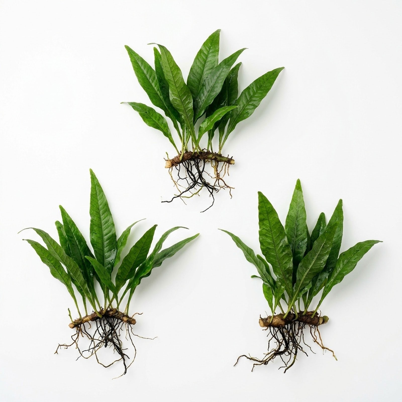 Java Fern Microsorum Pteropus 3 Pack Live Aquarium Plant Bare Root BOGO