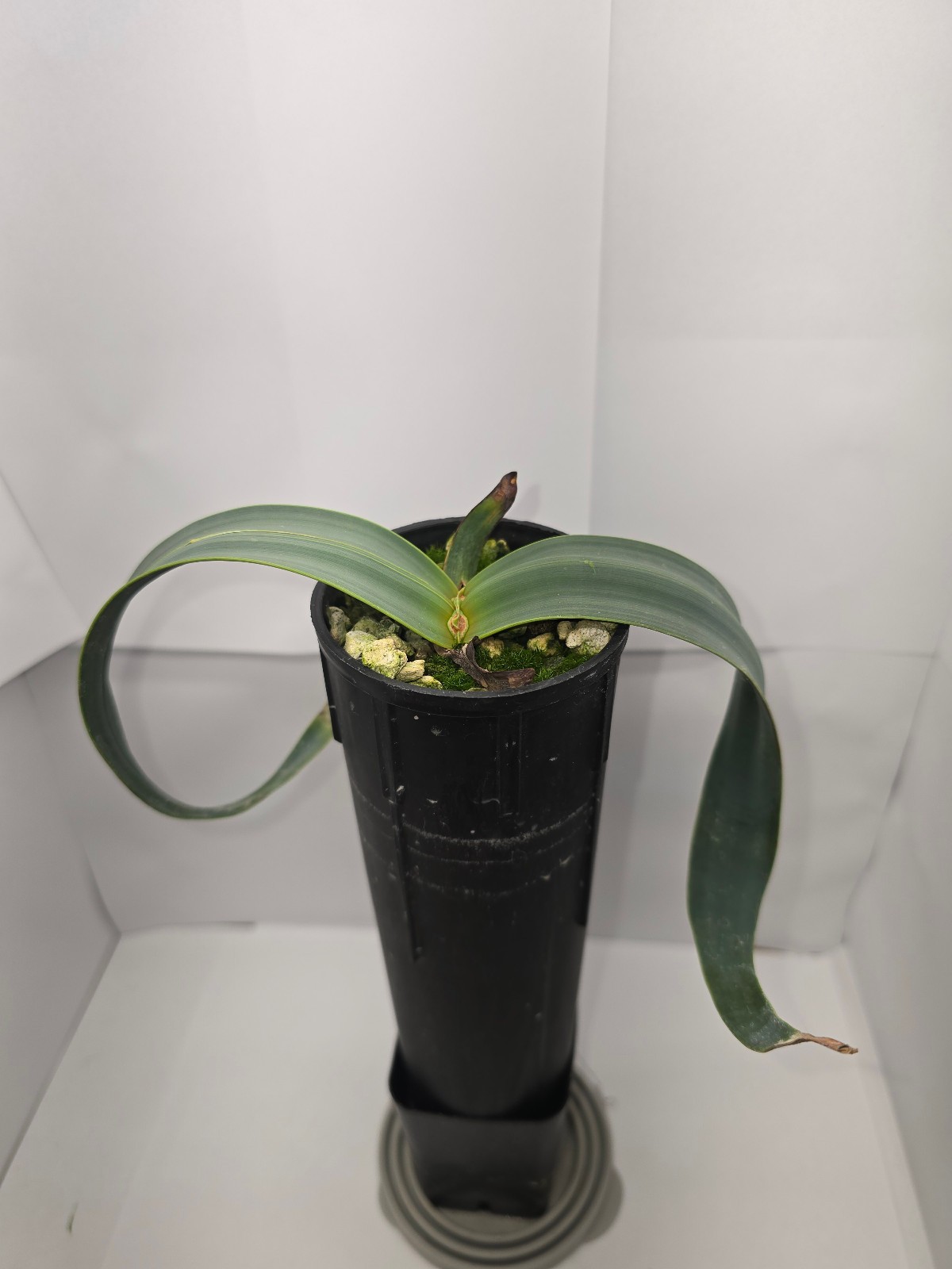 Welwitschia mirabilis - 1 year old seedling (racing stripes)