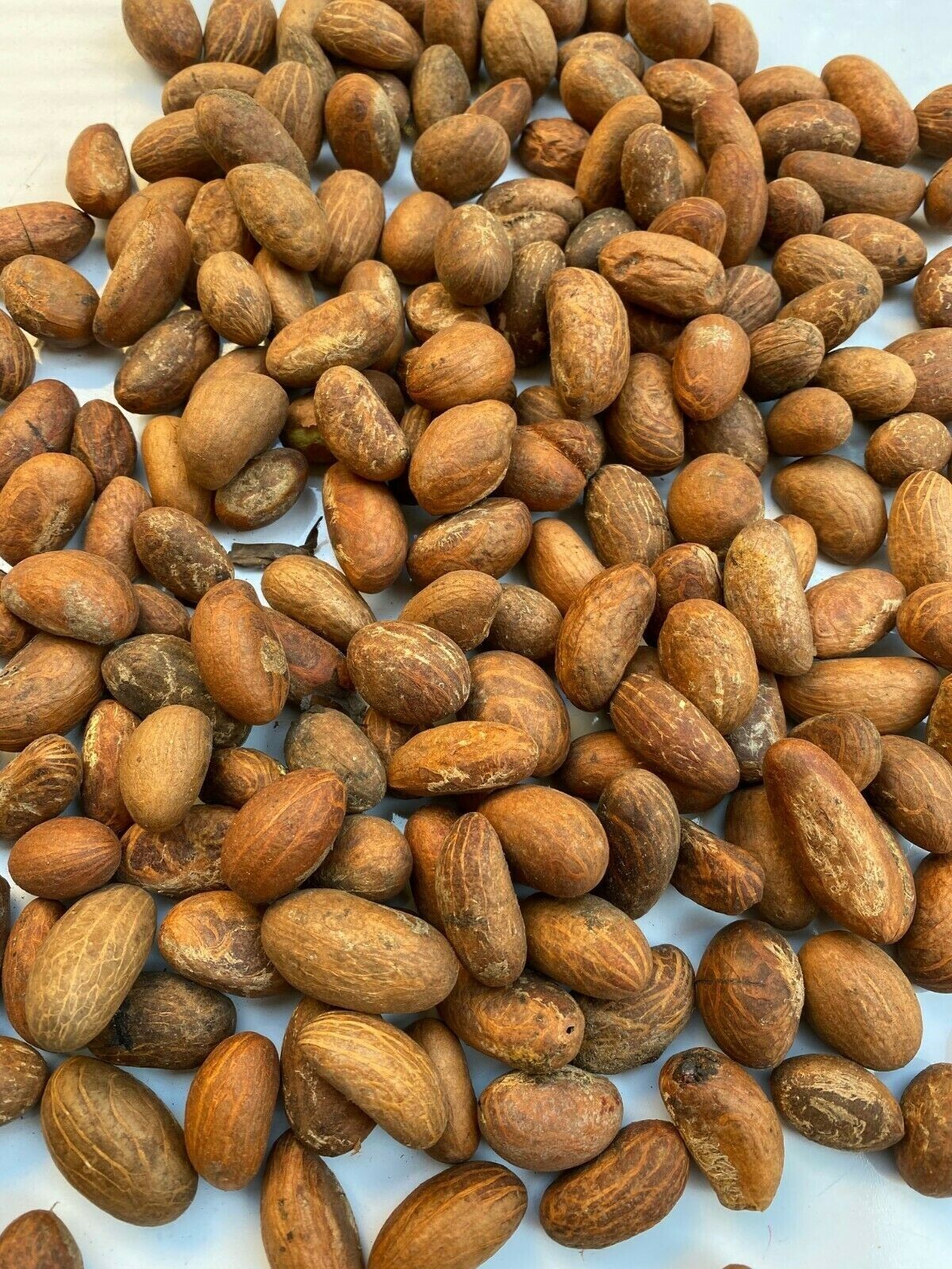 Fresh Organic African Bitter Kola (Garcinia Kola) 1LB--  (New Crop)