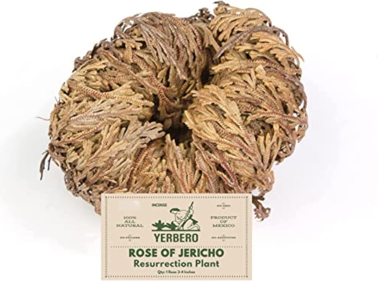 Jumbo Rose of Jericho Dried Flower 3.5\'\' - 6\'\' | Selaginella Lepidophylla | R...