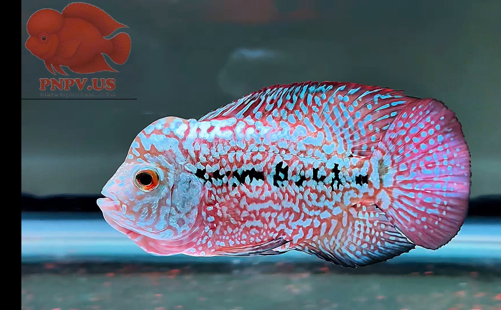 Premium Kamfa F2 - Full Pearl + Strong Body - Big Fin & Tail - PNPV 39 - 2.7 \'\'