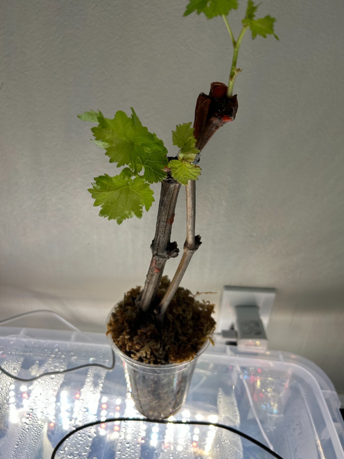 Lady\'s finger grape- 2 cuttings, fully rooted, similar to pictured