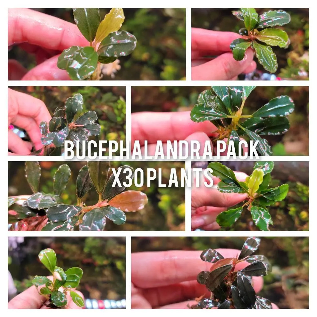 30 Random Bucephalandra Plants - Rare Live Aquarium Buce Collection Shrimp Safe