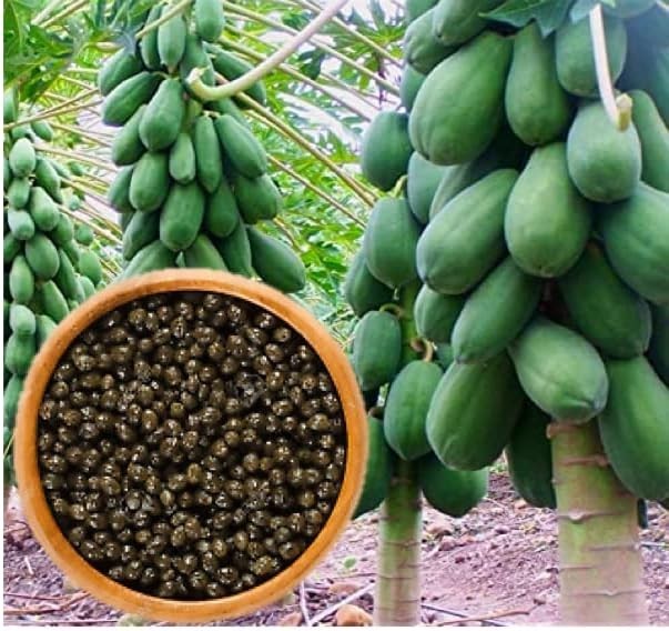50+ Dwarf Solo Waimanalo Papaya Seeds Carica Papaya Fast Growing #