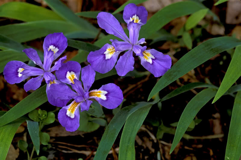 5 Crested Wild Iris roots Iris cristata 5 Crested Wild Iris roots Iris cristata