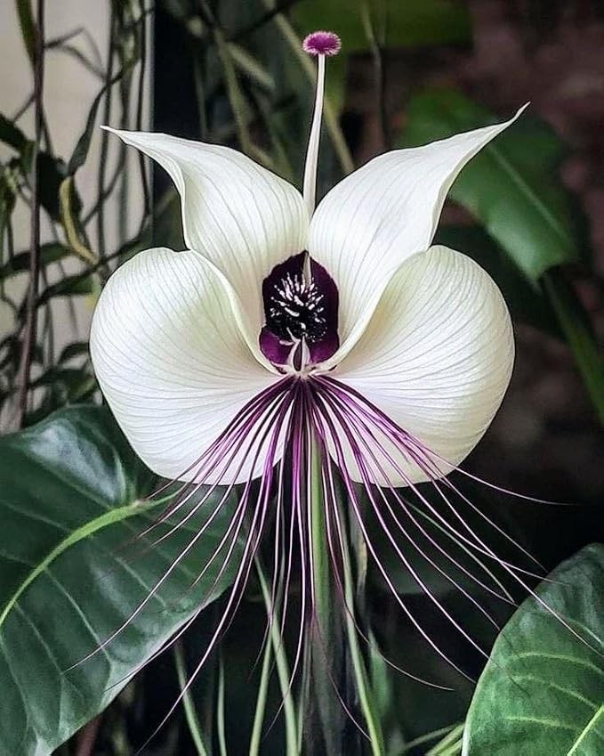 Imported Bat Lily Flower Bulbs for Home Gardening Pack Of 2 Bulbs (WHITE)