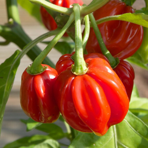 Red Scotch Bonnet Pepper Seeds | Heirloom / Non-GMO | | 1007 Red Scotch Bonnet Pepper Seeds | Heirloom / Non-GMO | | 1007