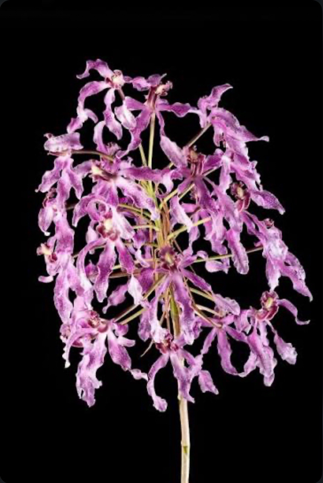 Laelia Wellesley \'Nelda\' AM/AOS X Catcyclia Heart of Darkness Orchid Eros 2” Pot