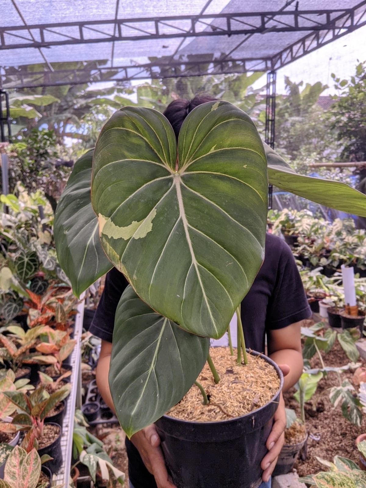Philodendron Gloriosum White x Mcdowel Variegated Very Beauty Real Picture