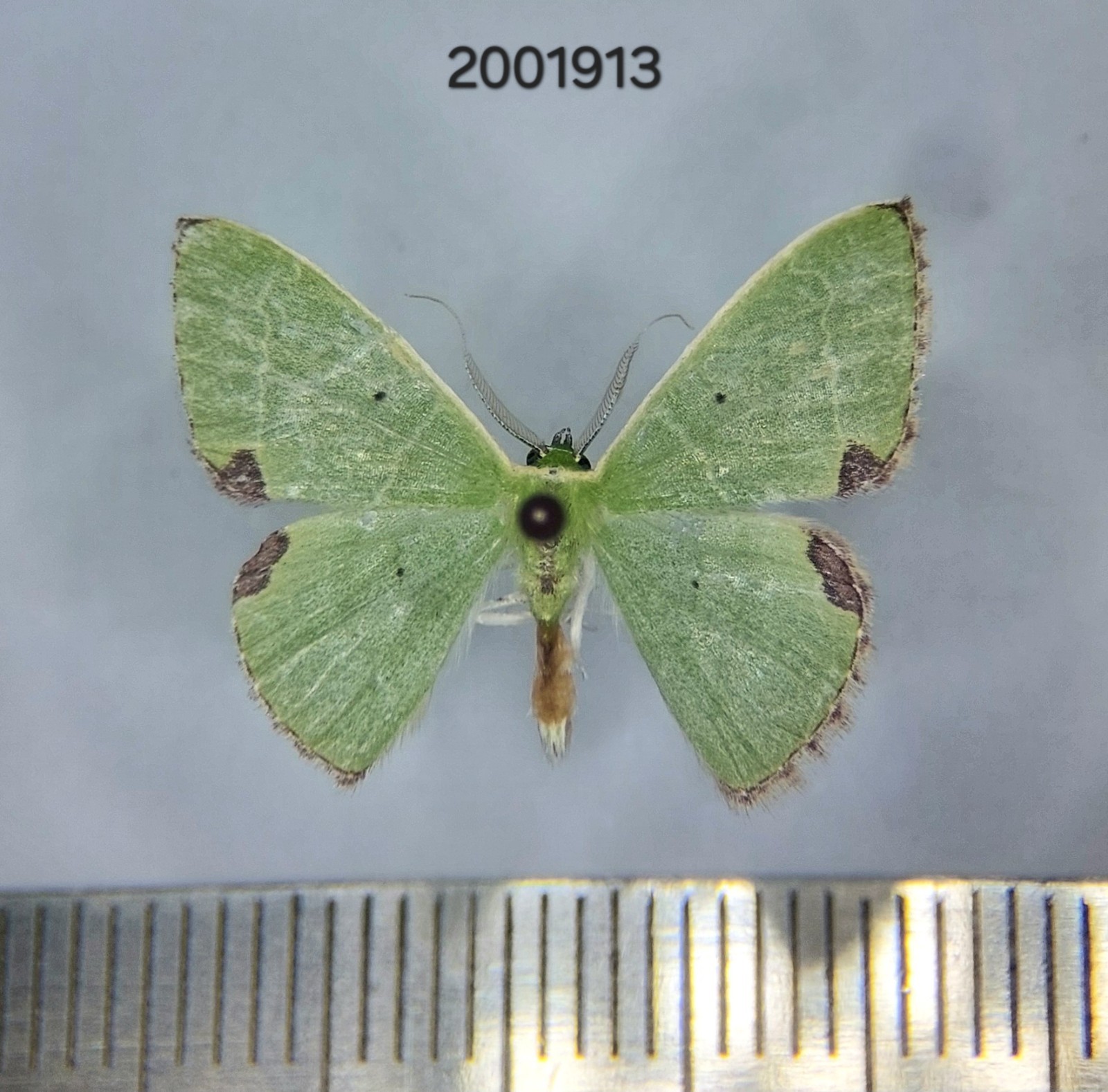 Geometridae sp.   #1913 NORTH THAILAND