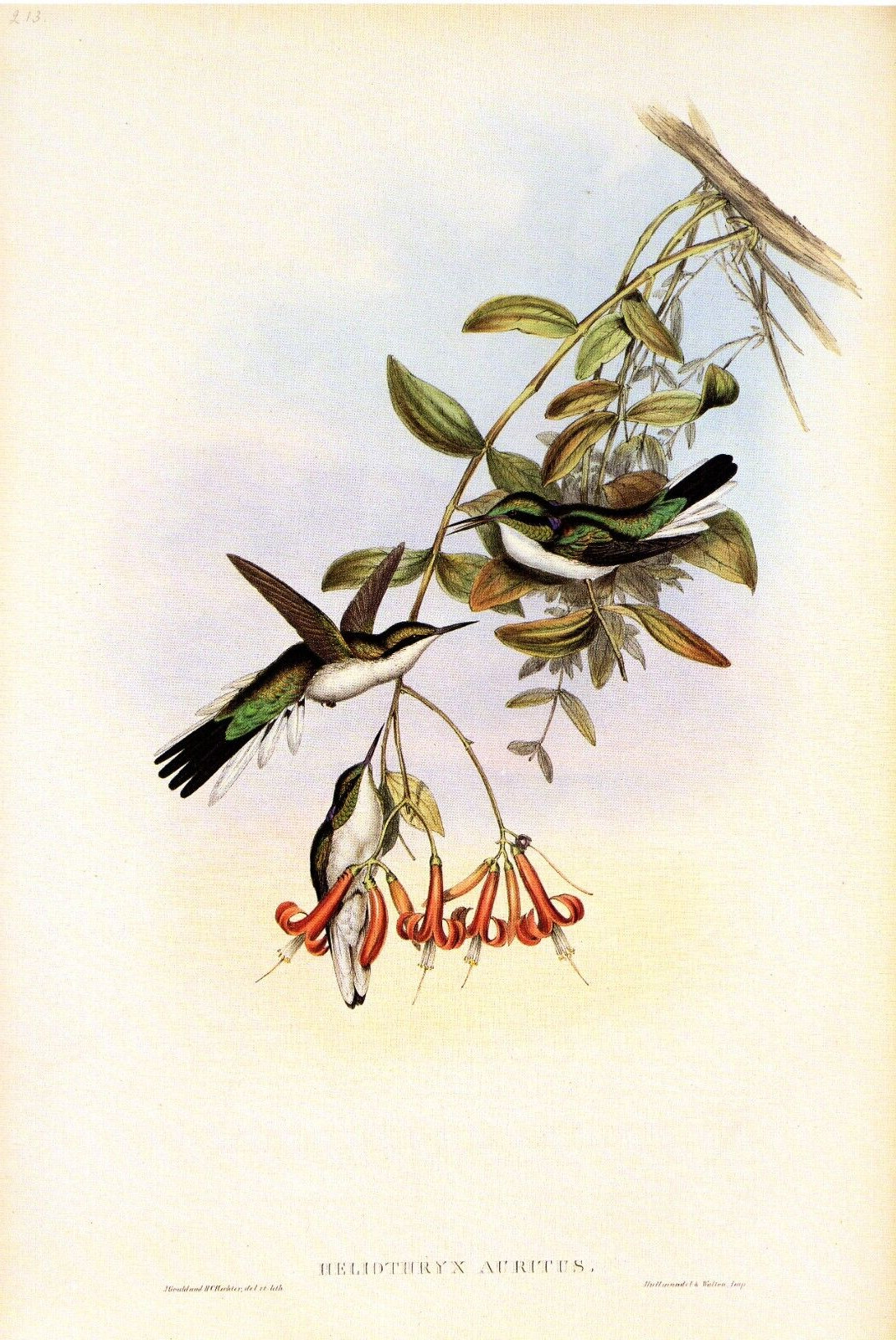 1990 Vintage HUMMINGBIRD #213 