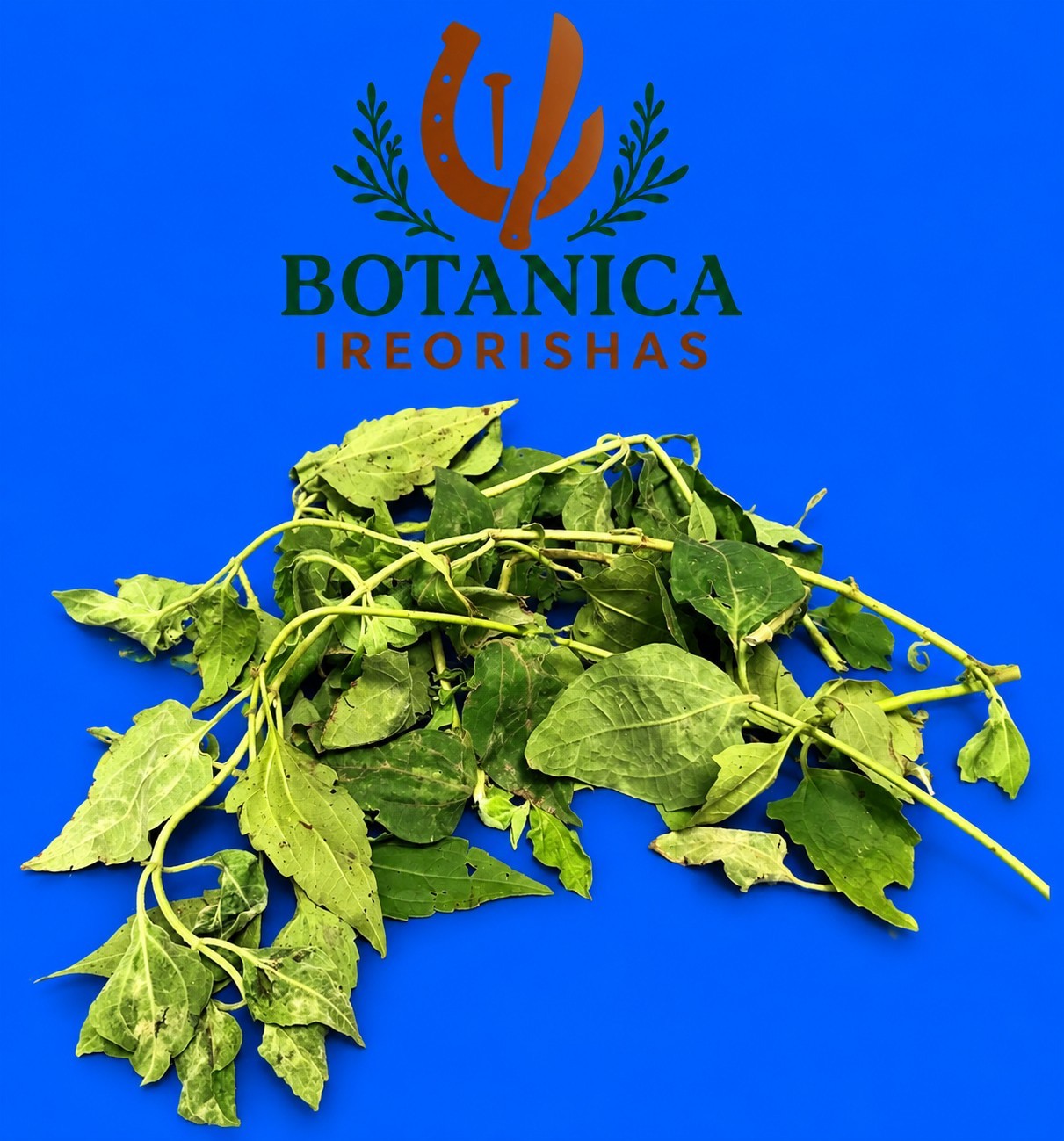 Planta Rompe Saraguey Ewe Tabate Planta Rompe Saraguey Ewe Tabate