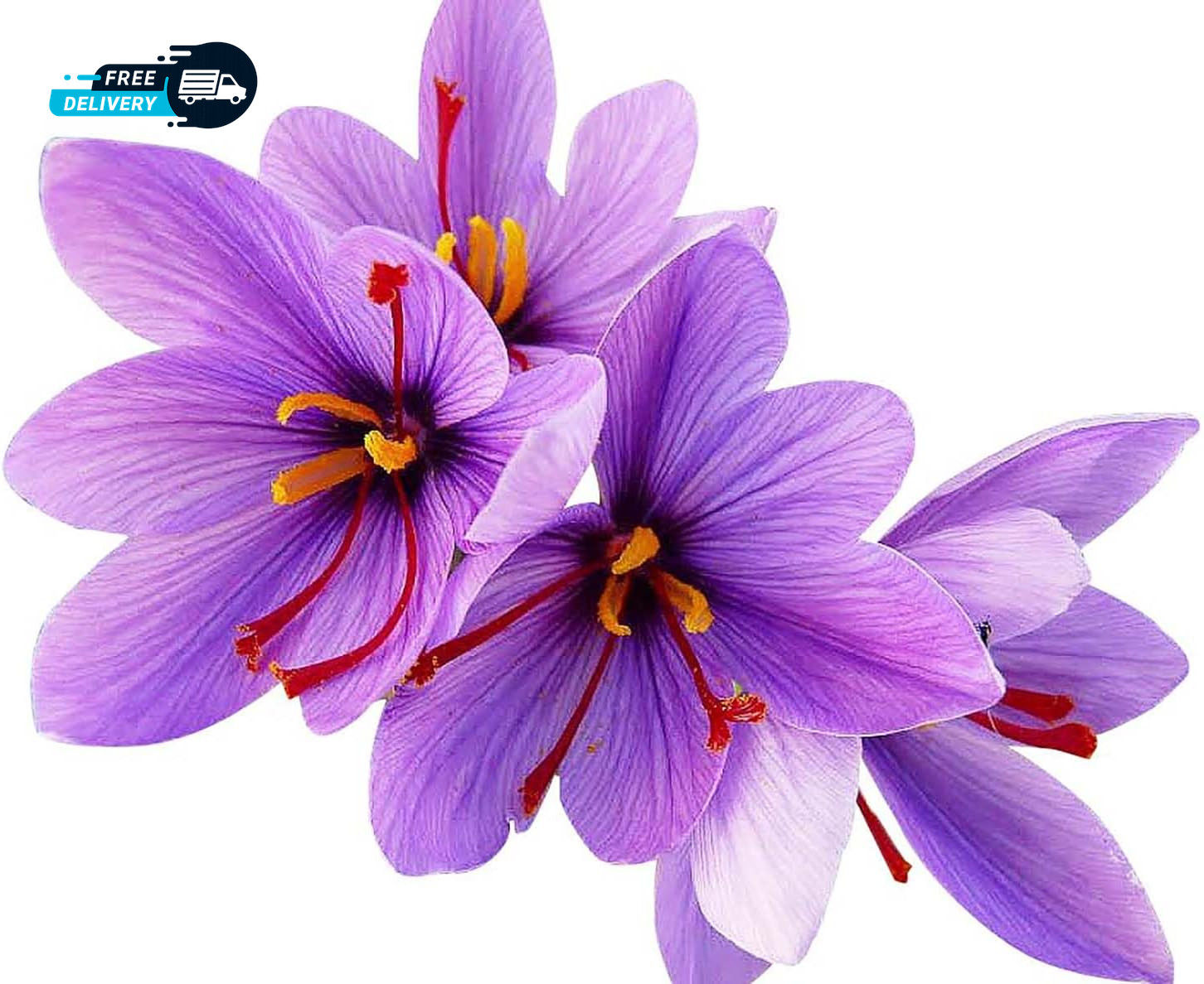 Saffron Crocus Corms for Planting – 10 Large Corms – Purple Blooms – Perennial Saffron Crocus Corms for Planting – 10 Large Corms – Purple Blooms – Perennial