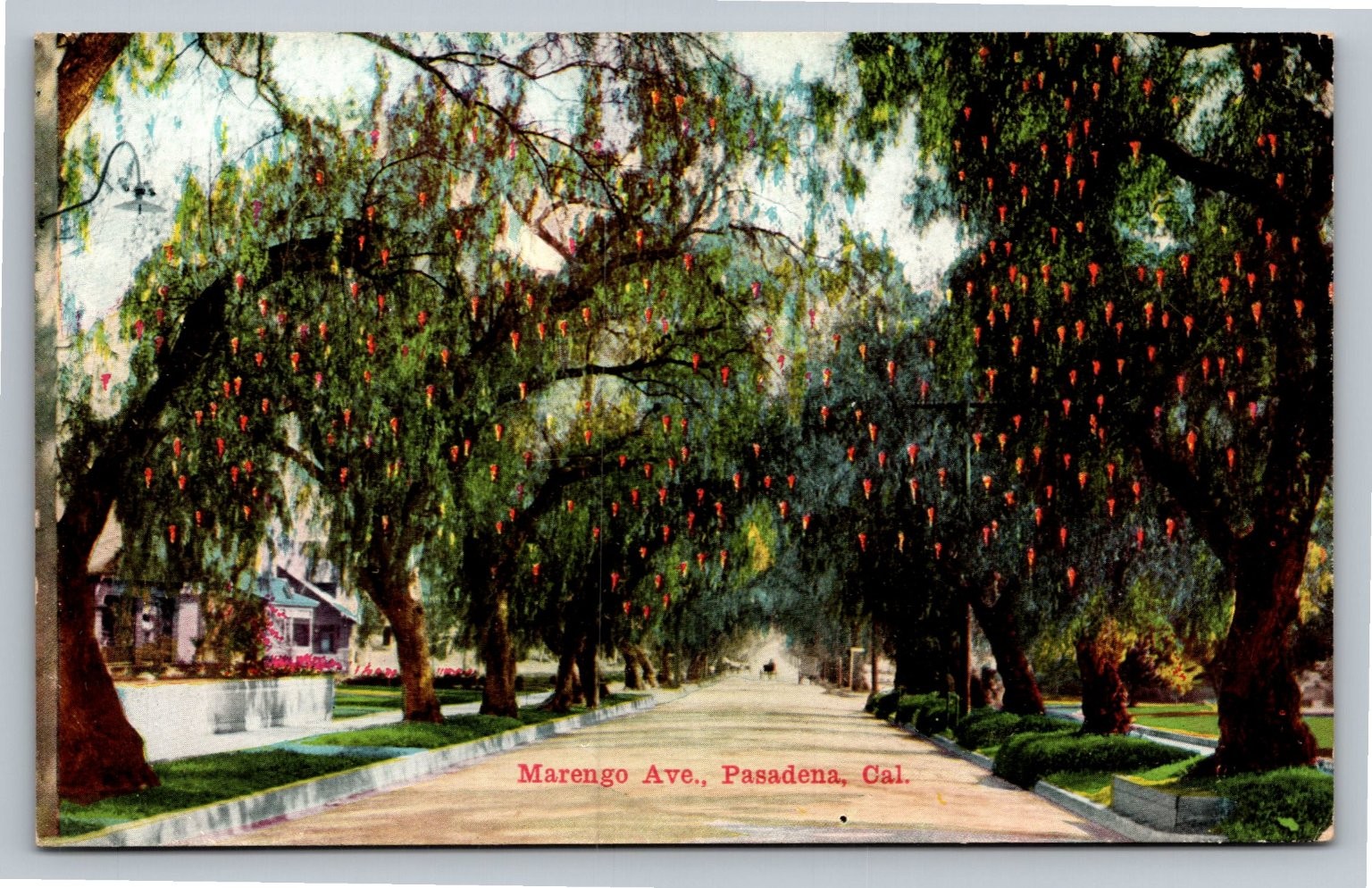 Marengo Ave Pasadena CA Pepper Trees Postcard Cawston Ostrich Farm 1910s