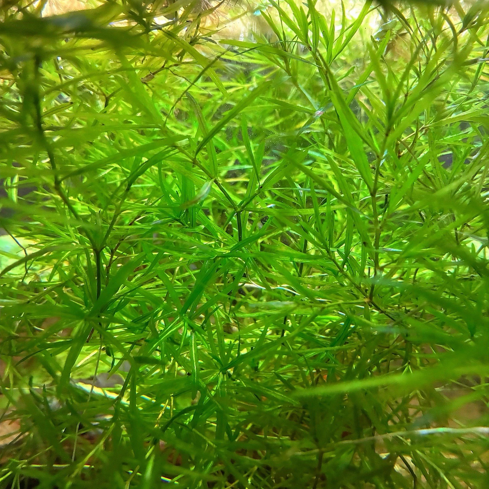 1 Cup Guppy Grass / Najas Guadalupensis Aquarium Plant | Buy 2 Get 1 Free