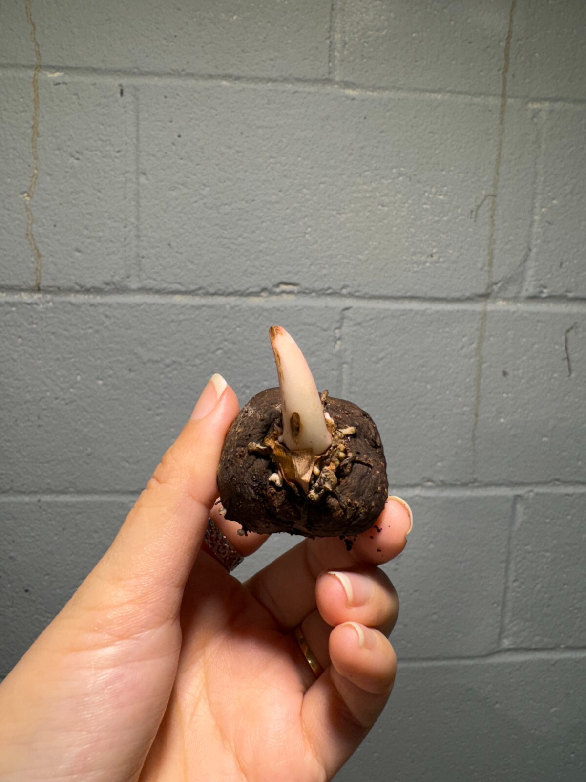 Amorphophallus atroviridis bulb caudex - tropical RARE plant