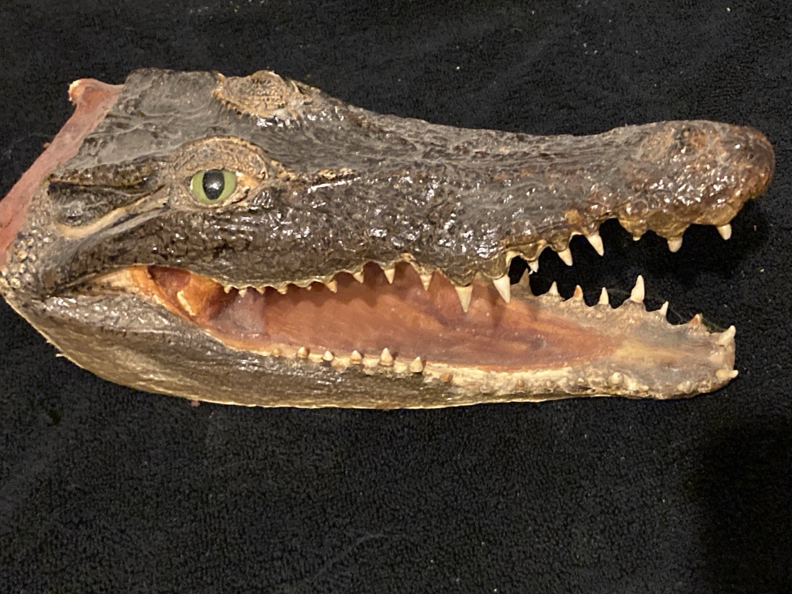Vintage Alligator Head Taxidermy 10\