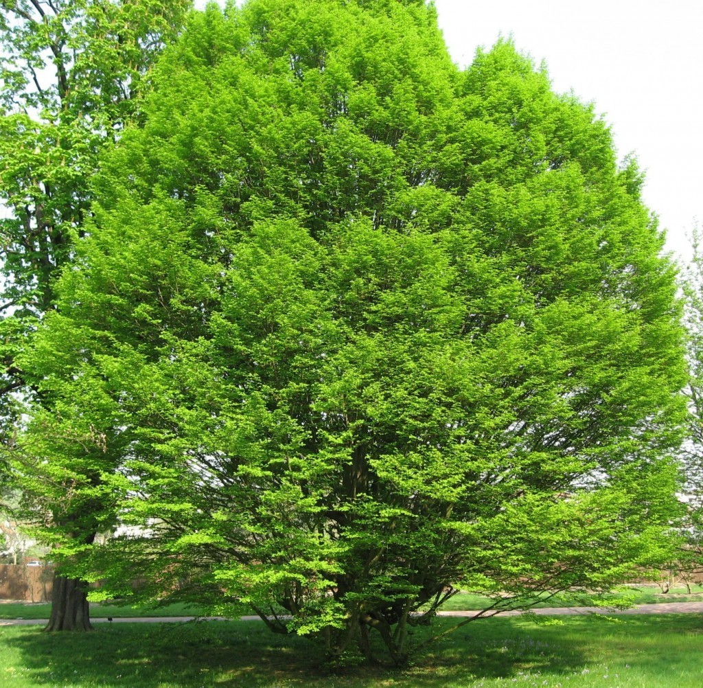 30 European Hornbeam Seeds Carpinus betulus Hardy Deciduous Hedge Tree