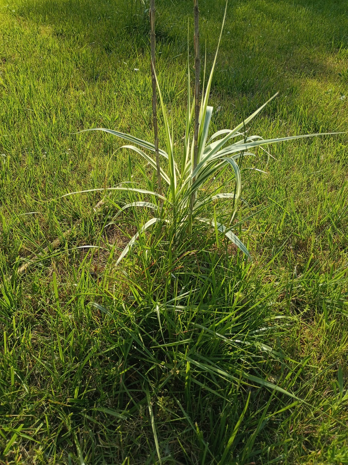 Variegated Giant Reed (Arundo donax \'Variegata\') Rhizome Zone 7a-10b