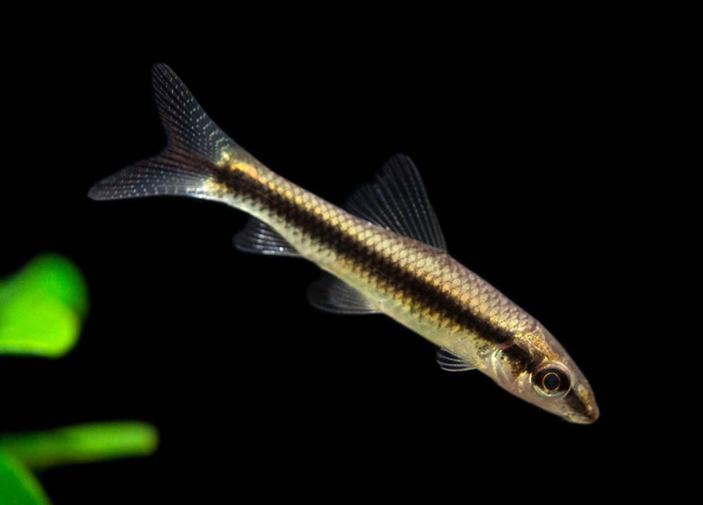 Siamese Algae Eater (Crossocheilus siamensis), Tank-Bred