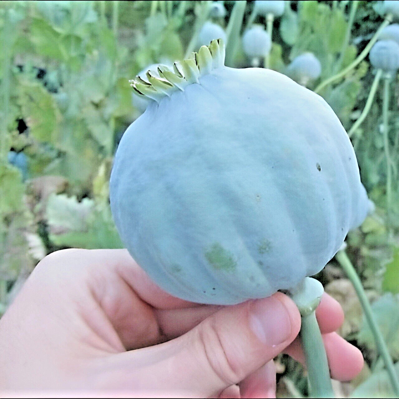 1000 Giant Rattle Poppy Seeds - P. Somniferum - Massive Seed Heads&Huge Blooms