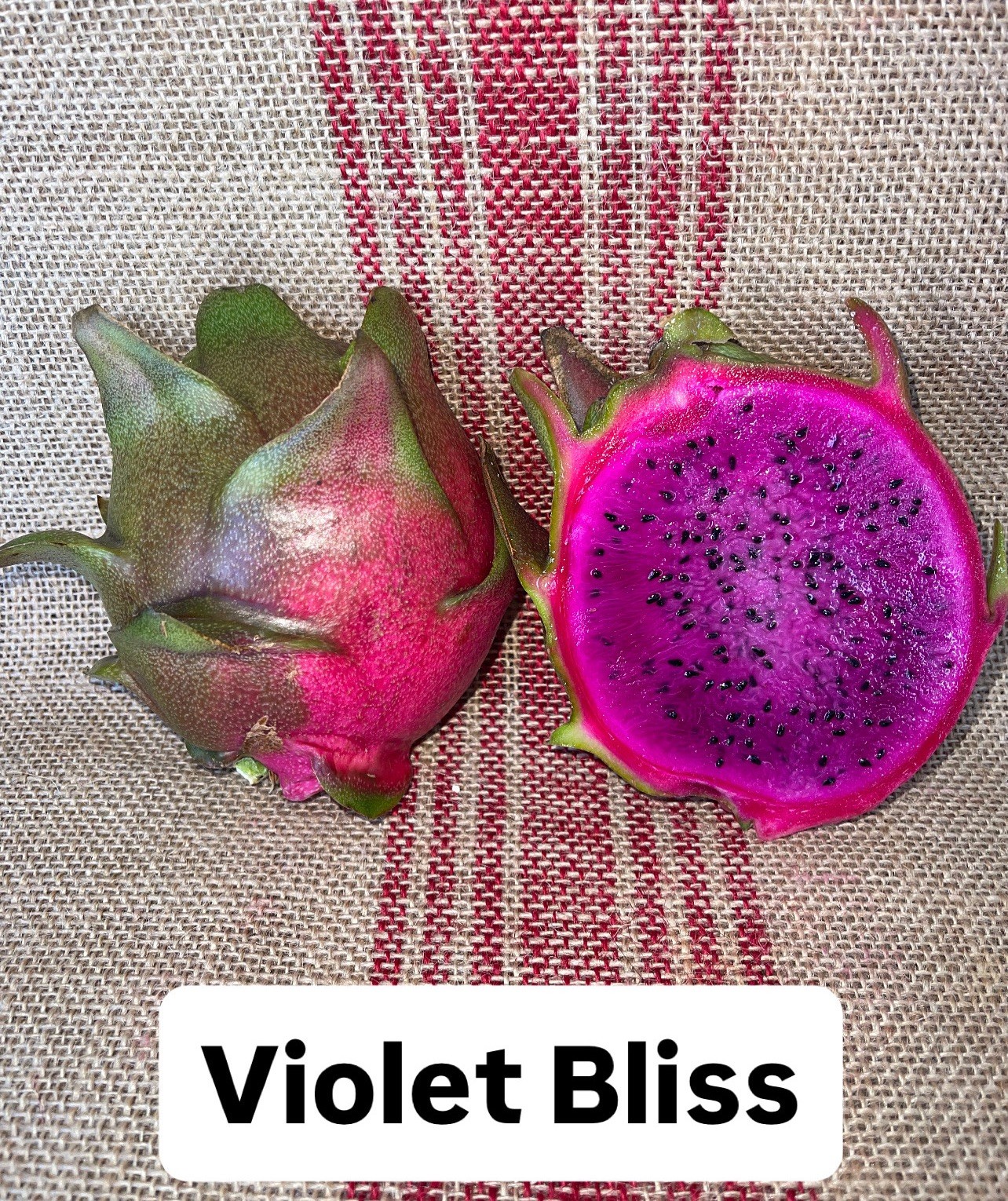 Mature cuttings of “VIOLET BLISS” NEW hybrid 14-18 inch long