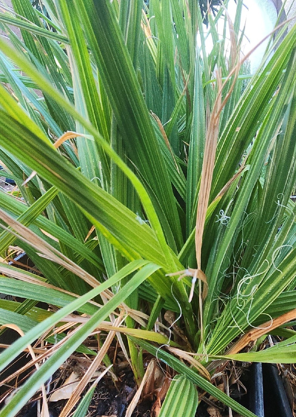 2 California Fan Palm Tree Saplings - Washingtonia Filifera 11+ inchs, 1.5 Years