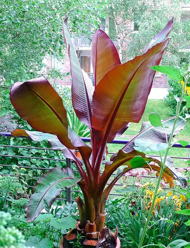 Ensete Maurelii – Red Abyssinian Banana – Cold Hardy Tropical Banana Plant Ensete Maurelii – Red Abyssinian Banana – Cold Hardy Tropical Banana Plant
