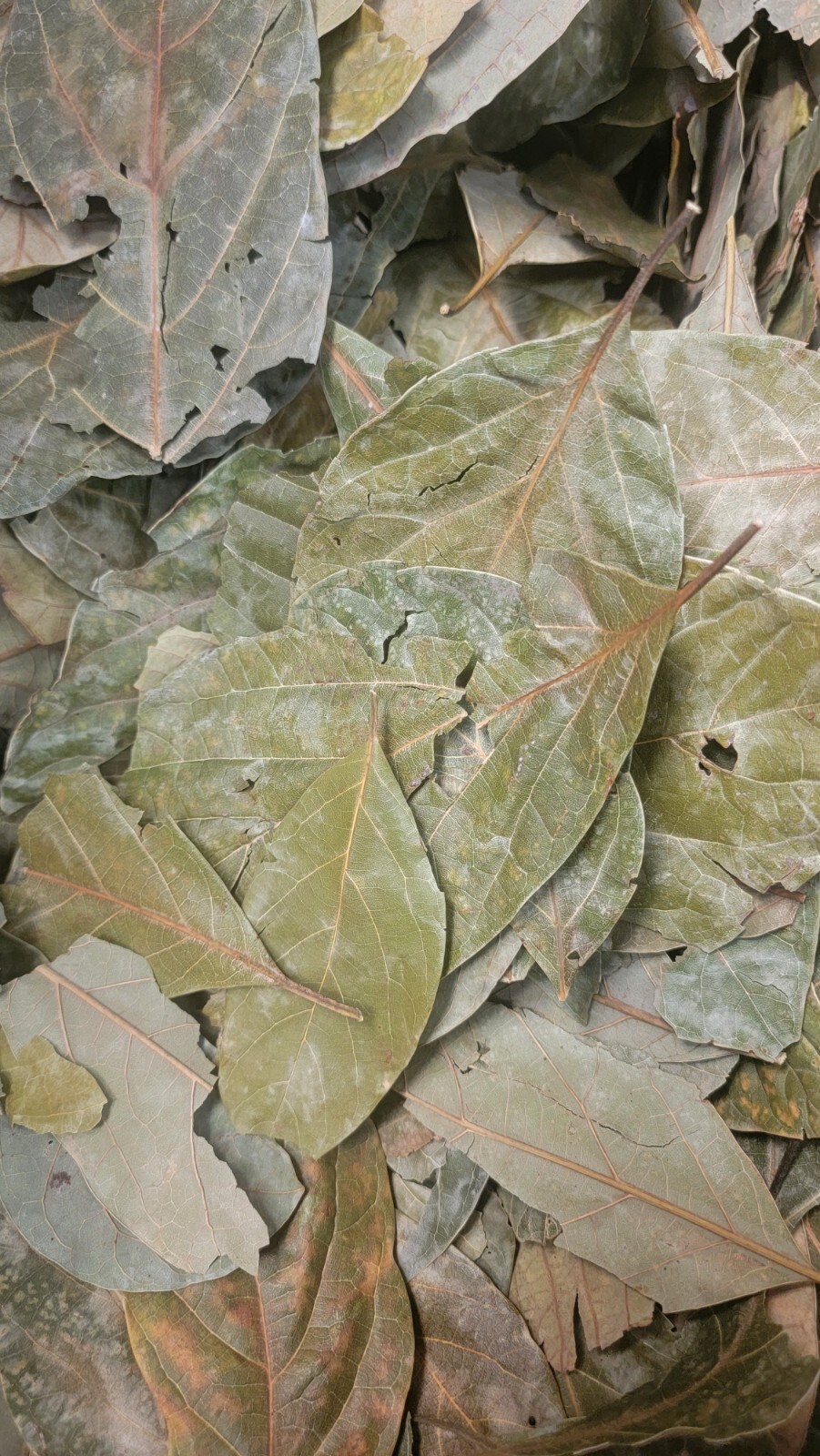 Hoja De Aguacate Seca, Dried Avocado leaves 🌿 1 LB 