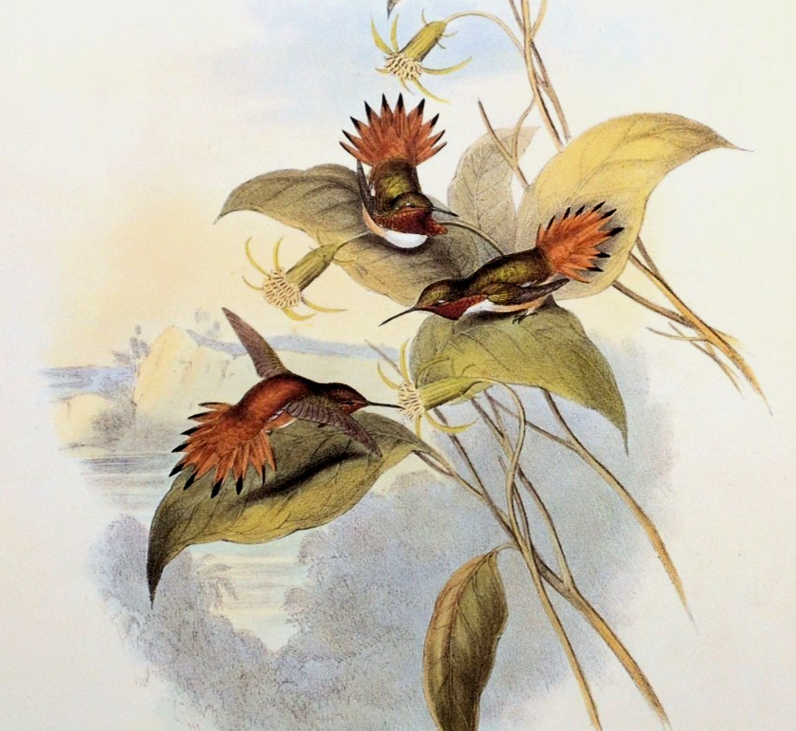 John Gould Hummingbird RUFOUS FLAME-BEARER Botanical Vtg Art Bookplate Print 137